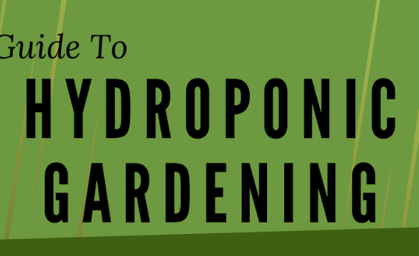 Guide To Hydroponic Gardening