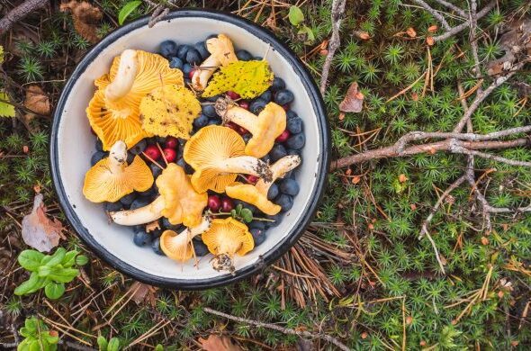 Have Gear for Survivalists